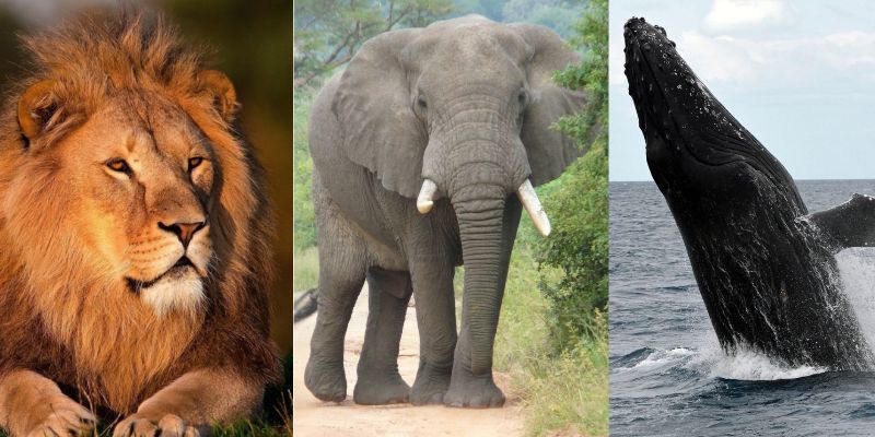 Wildlife and Marine in Mozambique